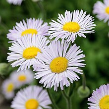 Erigeron formosissimus-IMG 4661.jpg