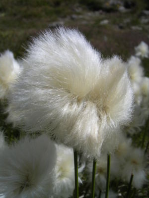 Scheuchzer's cotton-grass (Eriophorum scheuchzeri)