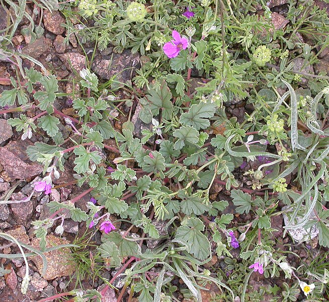 File:Erodium botrys 2005-02-20.jpg