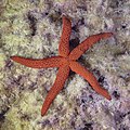 * Nomination Mediterranean red sea star (Echinaster sepositus), Cabo de Palos, Spain --Poco a poco 05:19, 8 June 2023 (UTC) * Promotion Good quality. --XRay 05:31, 8 June 2023 (UTC)