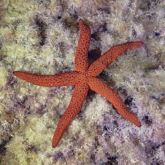 File:Estrella roja del Mediterráneo (Echinaster sepositus), Cabo de Palos, España, 2022-07-15, DD 94.jpg (Category:Echinaster sepositus)