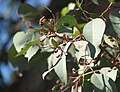 Лист - Eucalyptus polyanthemos subsp. vestita