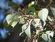 leaves and immature fruit of subsp. vestita Eucalyptus polyanthemos vestita foliage.jpg