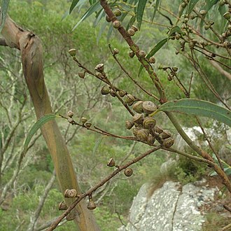 fruit Eucalyptus wilcoxii fruit.jpg