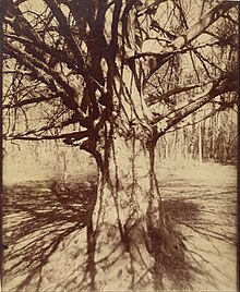Beech Tree photographed by Eugene Atget, circa 1910-1915 Eugene Atget - Beech Tree - Google Art Project.jpg