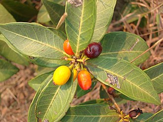 Eugenia calycina Eugenia calycina.jpg