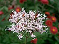 Eupatorium cv.