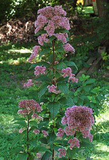 Eupatorium dubium 