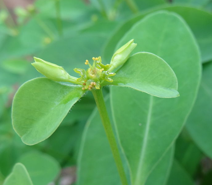 File:Euphorbia goetzei 2 (11569407495).jpg