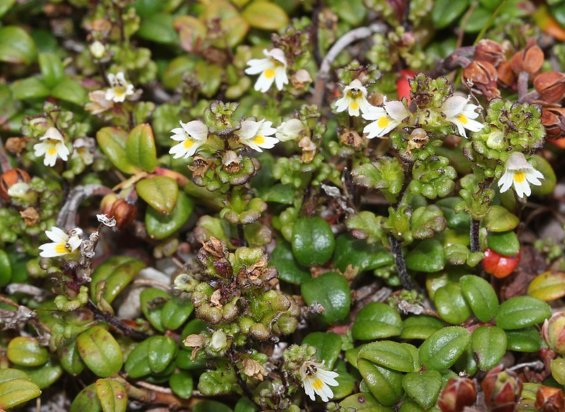 File:Euphrasia kisoalpina s2.jpg