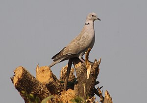 Eurasian Collared Dove Streptopelia decaocto IMG 0838 (6), Gujarat, India.jpg