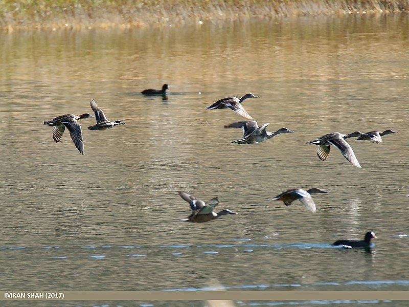 File:Eurasian Wigeon (Anas penelope), Common Teal (Anas crecca), Gadwall (Anas strepera), Northern Pintail (Anas acuta) & Northern Shoveler (Anas clypeata) (23909164148).jpg