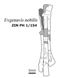 Thumbnail for Evgenavis