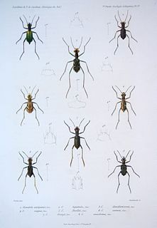 <i>Cheilonycha</i> Genus of beetles