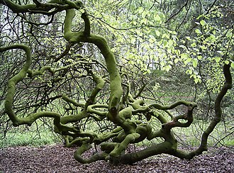 Dwarf Beech trunkless "bush form". FagTortuosaNenndorf03.jpg