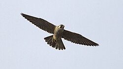 Peregrine falcon