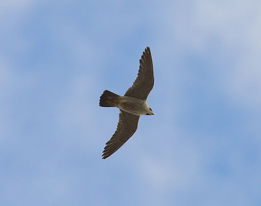 Falco peregrinus Göteborg