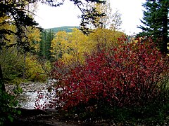 Der Wald im Herbst