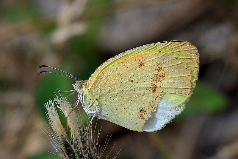 File:False barred sulphur (Eurema elathea elathea) female.JPG