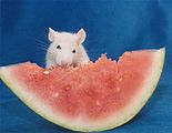 Ratte und Melone