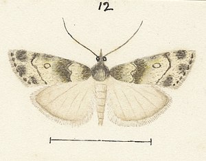 Fig 12 MA I437621 TePapa Plate-XXII-The-butterflies full (cropped).jpg