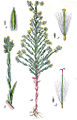 Filago arvensis vol. 13 - plate 21 in: Jacob Sturm: Deutschlands Flora in Abbildungen (1796)