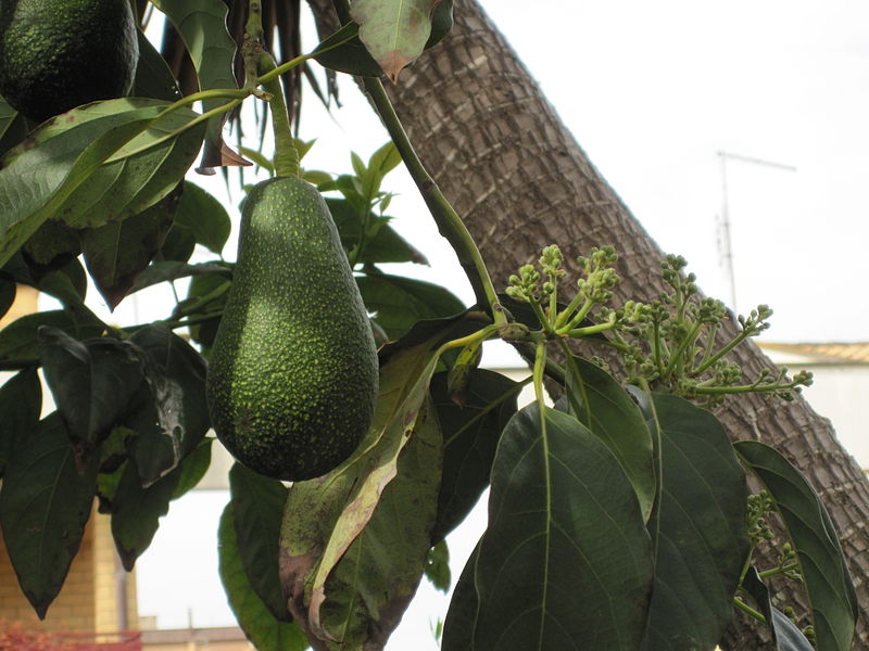 File:Fiori e frutti di avocado.JPG