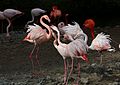 Flamingo Tierpark Hellabrunn-2.jpg