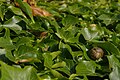 * Nomination: A snail near Flax Bourton. Mattbuck 15:10, 5 September 2013 (UTC) * * Review needed