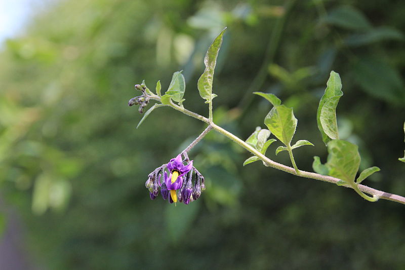 File:Fleur à Voisins-le-Bretonneux 2012 13.jpg