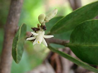 <i>Phthirusa</i> Genus of mistletoes