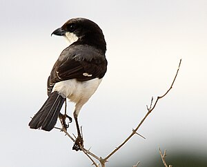 Long-tailed shrike