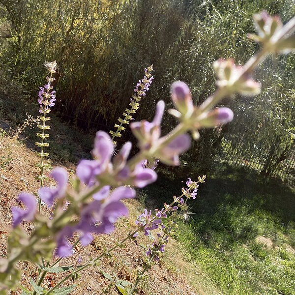 File:Flora of Uzbekistan 1.jpg