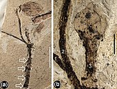 Influence of the intertropical convergence zone on early cretaceous plant  distribution in the South Atlantic