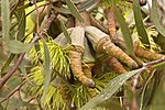 Thumbnail for Eucalyptus megacornuta