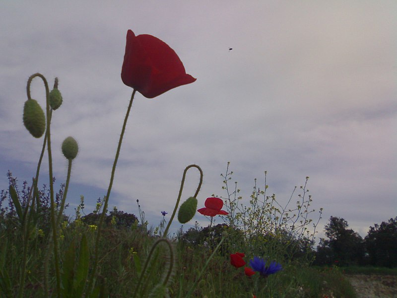 File:Flowers in Castilla.jpg