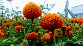 Flowers of marigold.jpg