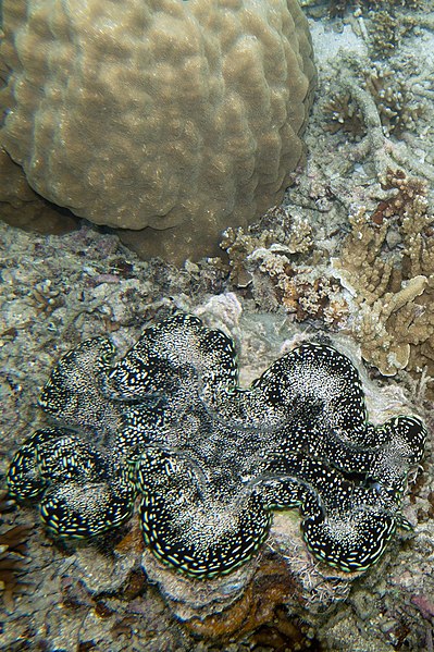 File:Fluted giant clam Tridacna squamosa (5847346506).jpg