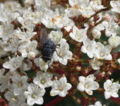 * Nomination Fly (probably Sarcophaga carnaria) feeding on the nectar of a prunus spec flower - Alvesgaspar 16:41, 31 March 2007 (UTC) * Promotion The previous blossom photo was a clear yes, this one more difficult. I would like more detail on the flys head - slightly in shadow and it's face ill defined. The focus, DOF and resolution are good, and composition interesting - so on balance a QI :-) --Tony Wills 12:50, 11 April 2007 (UTC)