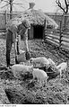 Fotothek df roe-neg 0006282 004 Bauer beim Füttern der Schweine.jpg