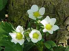 Fragaria vesca0.jpg