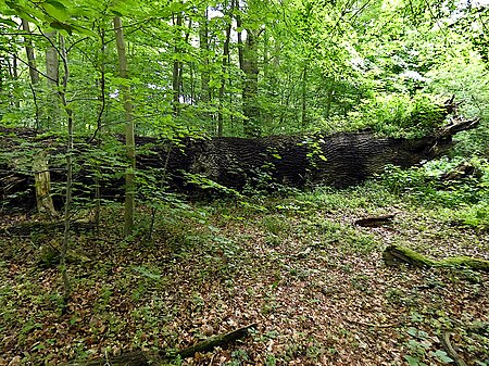 Franz Ferdinand Eiche liegender Baum