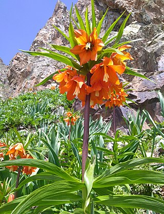 <i>Fritillaria eduardii</i> Species of flowering plant