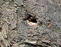 Tree bumblebee, Bombus hypnorum nest in fallen willow tree