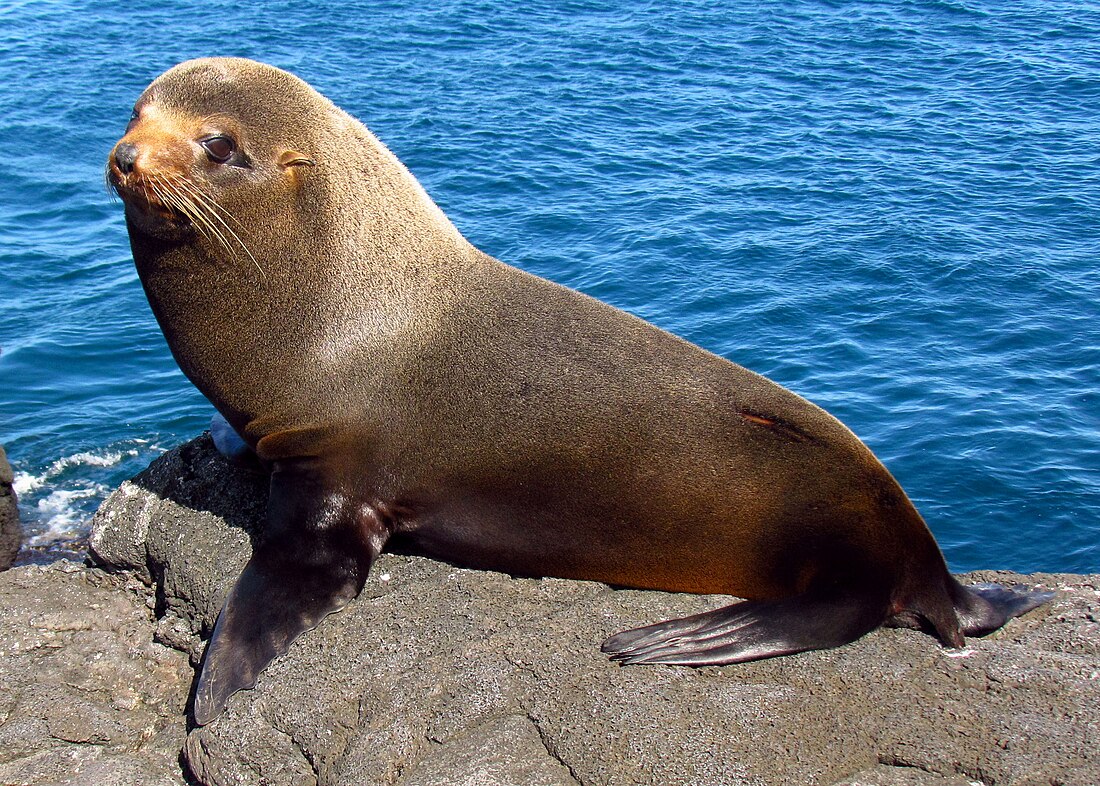 Hải cẩu lông mao Galápagos