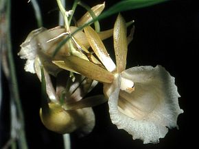 Resim açıklaması Galeandra lacustris Orchi 12.jpg.