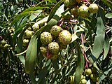 Gallarones en Acacia longifolia