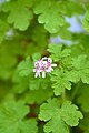 Garden Geranium (Pelargonium graveolens).