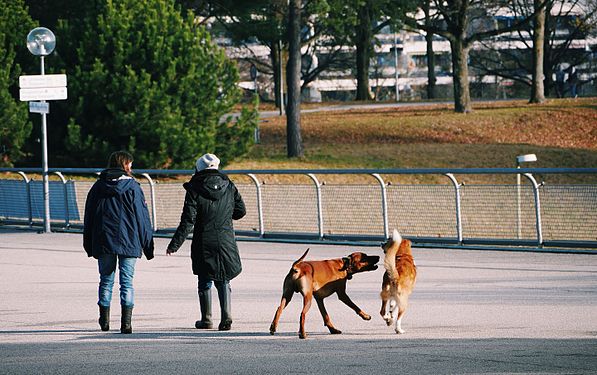 Frauchen gehen mit Hunden Gassi