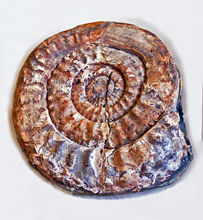 <i>Peroniceras</i> Genus of molluscs (fossil)